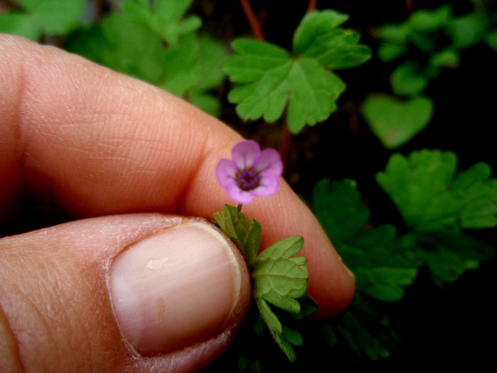 Geranium rotundifolium